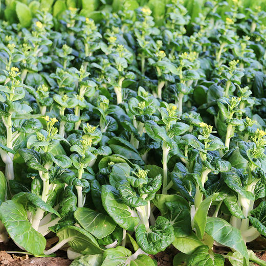 【密云】奶白菜苔 300g 新鲜采摘 顶着花骨朵  鲜嫩清香  口感微甜 商品图1