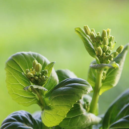 【密云】奶白菜苔 300g 新鲜采摘 顶着花骨朵  鲜嫩清香  口感微甜 商品图2