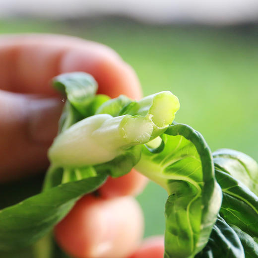 【密云】奶白菜苔 300g 新鲜采摘 顶着花骨朵  鲜嫩清香  口感微甜 商品图3