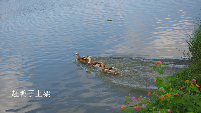 生态鸭蛋绿家自产ecoduckeggselfproduction