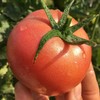 攀枝花现摘沙瓤自然熟西红柿 番茄新鲜水果不催熟农家5斤8斤西红柿 商品缩略图2