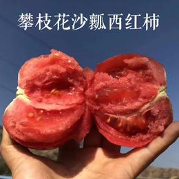 攀枝花现摘沙瓤自然熟西红柿 番茄新鲜水果不催熟农家5斤8斤西红柿