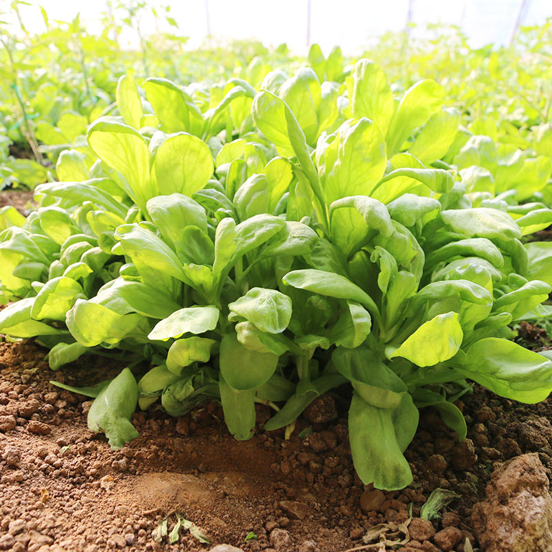 大叶茼蒿 新鲜蔬菜 口感柔嫩 茼蒿 蒿子秆 当天采摘 300g