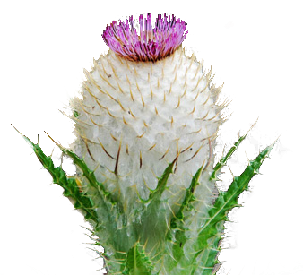 达折渚甘孜雪莲花60g盒装