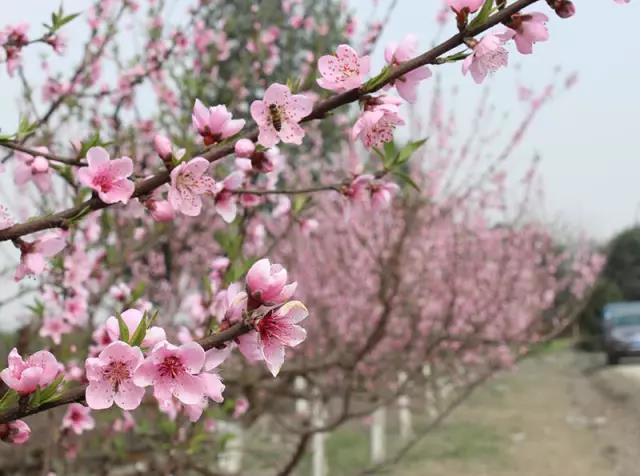 【賞桃花 風車節 吃草莓】早春桃花已開~你過來,我給你點顏色看看!