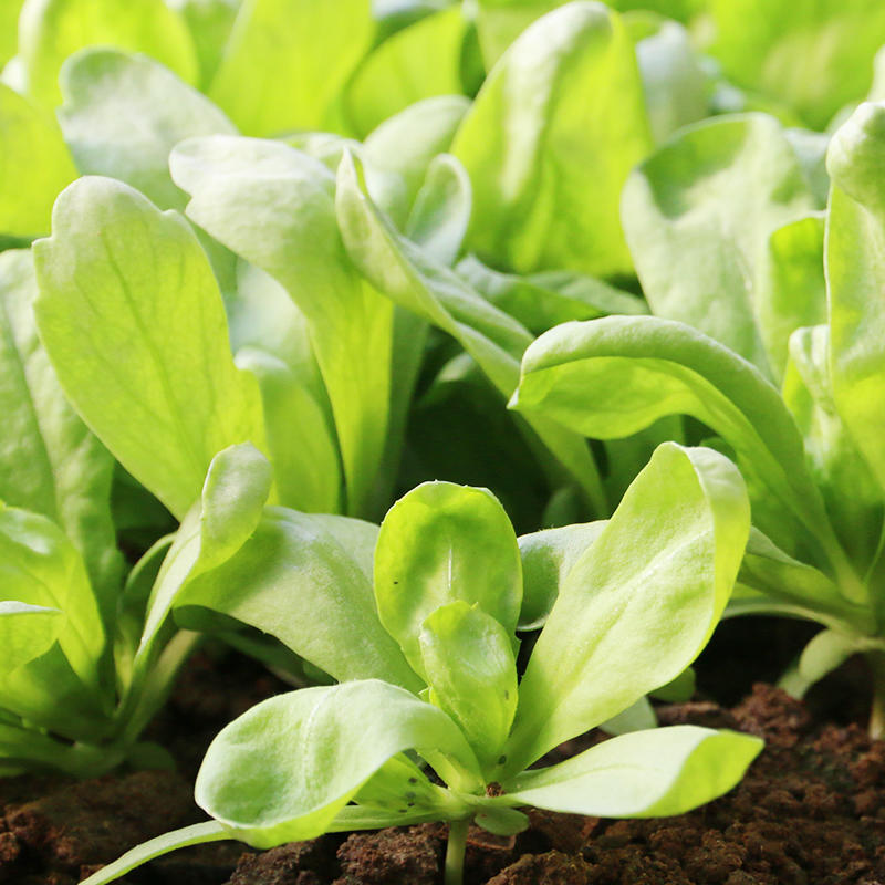 大叶茼蒿 新鲜蔬菜 口感柔嫩 茼蒿 蒿子秆 当天采摘 300g