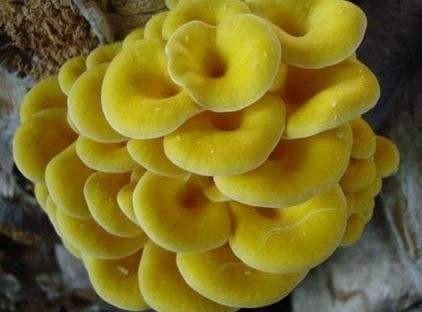 有机种植榆黄蘑,也叫黄金菇,味道鲜美炒,炖汤,包