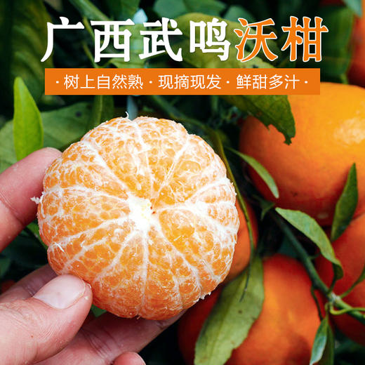 广西武鸣沃柑鲜水果柑橘 爆甜多汁 新鲜现摘5斤、8斤装 商品图0