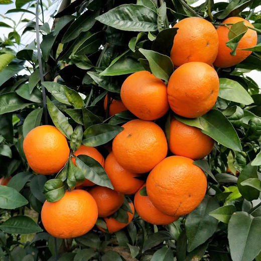 广西武鸣沃柑鲜水果柑橘 爆甜多汁 新鲜现摘5斤、8斤装 商品图7