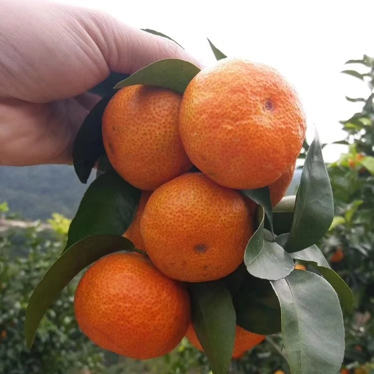 【正宗广东无籽砂糖桔】甘甜沁脾,无籽无渣,每件净重8斤左右,特惠价75