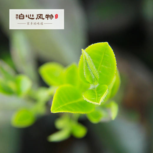 泊心精装滇红·泊心风物 商品图6