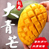 【经典芒果】新鲜越南大青芒果   肉嫩多汁  个大核薄 甜蜜美味 商品缩略图0