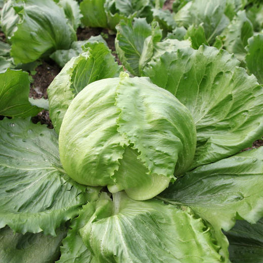 彩虹雨 北京配送 有机蔬菜球生菜400g 京津冀满百包邮 商品图4