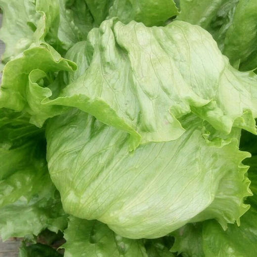 彩虹雨 北京配送 有机蔬菜球生菜400g 京津冀满百包邮 商品图2