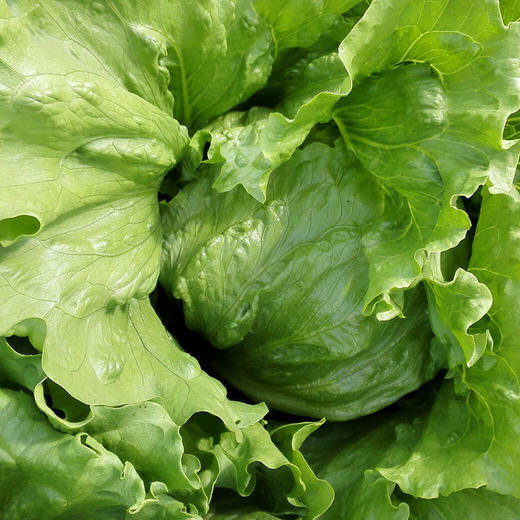 彩虹雨 北京配送 有机蔬菜球生菜400g 京津冀满百包邮 商品图5