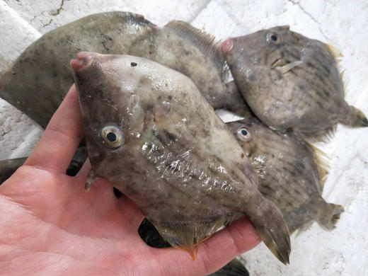 野生小剥皮鱼(马面鱼).福建省内满200包邮,省外补运费差价