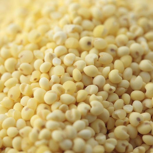 敖汉黍粟之乡古法种植原生态黄小米绿色杂粮