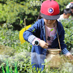 【妈网春游】之“竹茗仙境”茶博园 04/05、06  采茶、品茶、挖笋、DIY紫砂壶、游览竹海仙境