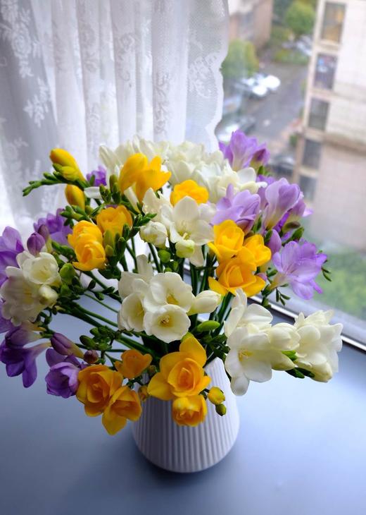 全国包邮!国产香雪兰随机2扎/3扎,中通/顺丰全国包邮