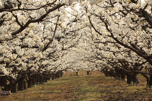 【乐吧&赵县梨花】赵县万亩梨花园,美丽传说赵州桥 - 北京乐吧户外旅
