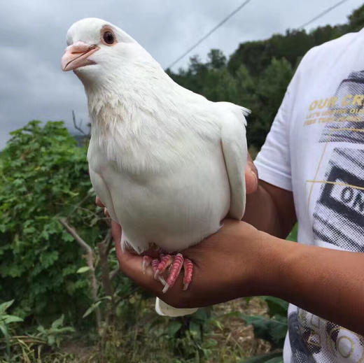 〔牧场直发包邮01〕30天纯粮乳鸽 / 三年老鸽子 商品图3