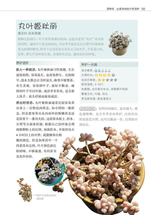 零基础养多肉——养活 养好 养出色  （300余张多肉美图学养肉）多肉书花艺书籍养花书籍 商品图8