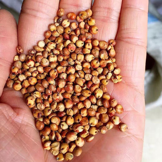 〔牧场直发包邮01〕30天纯粮乳鸽 / 三年老鸽子 商品图4