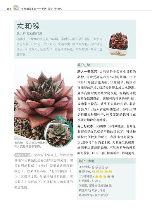 零基础养多肉——养活 养好 养出色  （300余张多肉美图学养肉）多肉书花艺书籍养花书籍 商品图5