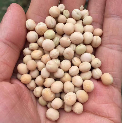 〔牧场直发包邮01〕30天纯粮乳鸽 / 三年老鸽子 商品图6