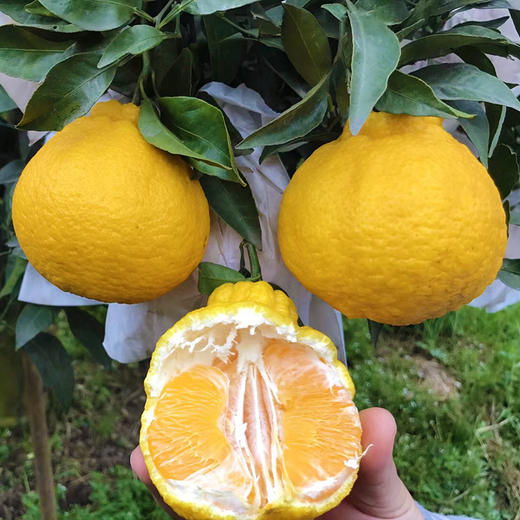 柠檬不知火丑柑新鲜水果丑八怪橘子清甜耙耙柑5斤8斤包邮