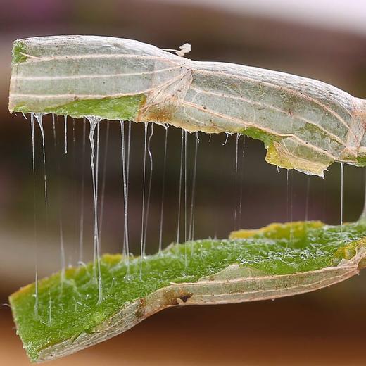 正宗霍山铁皮石斛 特级鲜条 商品图3