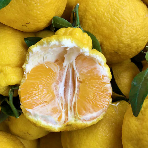 柠檬不知火丑柑新鲜水果丑八怪橘子清甜耙耙柑5斤8斤包邮