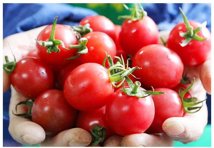 包邮密农人家冰糖圣女果新鲜爽口3斤