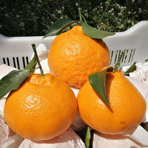 【团购特惠】耙耙柑，自然熟，浓甜微酸！原味自然熟！没有狠活放心拍！ 商品图9