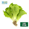 生菜 商品缩略图0