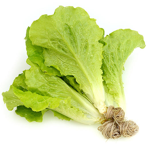生菜 商品图1