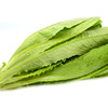 油麦菜 商品缩略图1