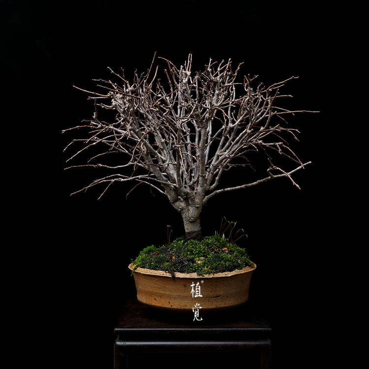 植觉 日本榉树 盆景