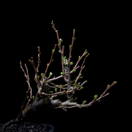 植觉日本长寿梅盆景红花一号