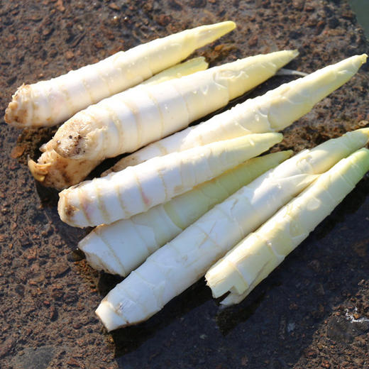 极致鲜味 临安天目山春雷笋  质如月牙嫩如梨 商品图0