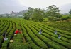 4.21周日【茶香芬芳】归隐·采茶女主题环境人像拍摄1天 商品缩略图0