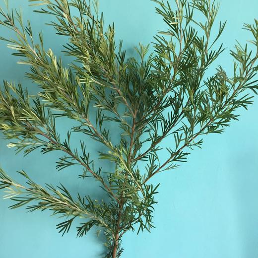 银桦叶,6扎/件,多头5枝/扎,枝条长60-70公分