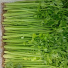 全国发货满额包邮 新鲜有机蔬菜 香芹250g欧盟认证 彩虹雨农场 商品缩略图3