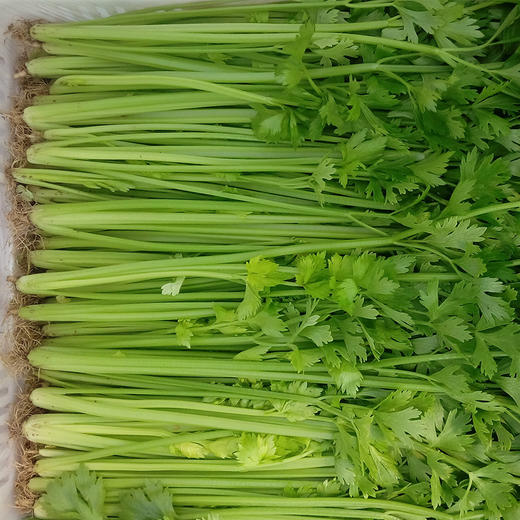 全国发货满额包邮 新鲜有机蔬菜 香芹250g欧盟认证 彩虹雨农场 商品图3
