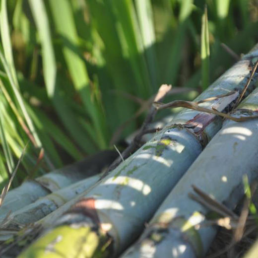 生态红糖 | 合作生产* Eco- brown Sugar | Coproduction 商品图1