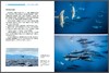 【图书】《BBC全新4K海洋百科：蓝色星球II》 商品缩略图2