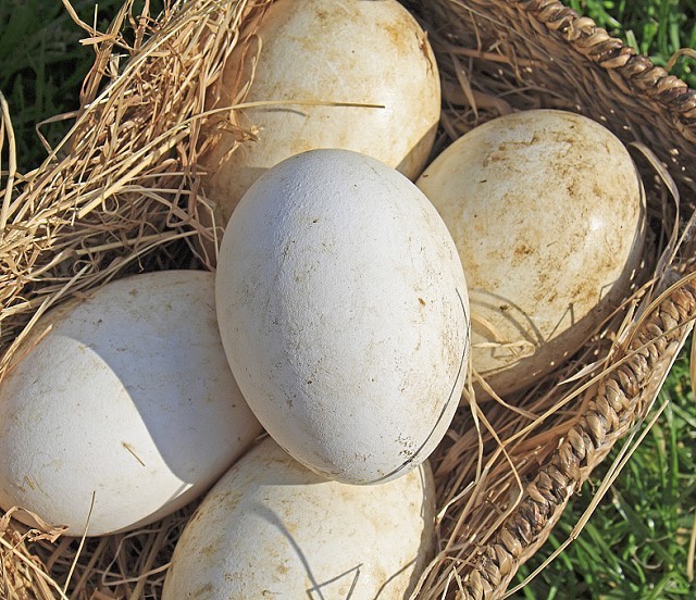 农场散养鹅蛋(1枚装)— 禽蛋