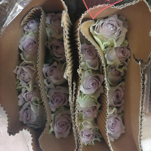 【福利秒杀】南粤推荐海洋之谜，20支/扎，B级 商品图1