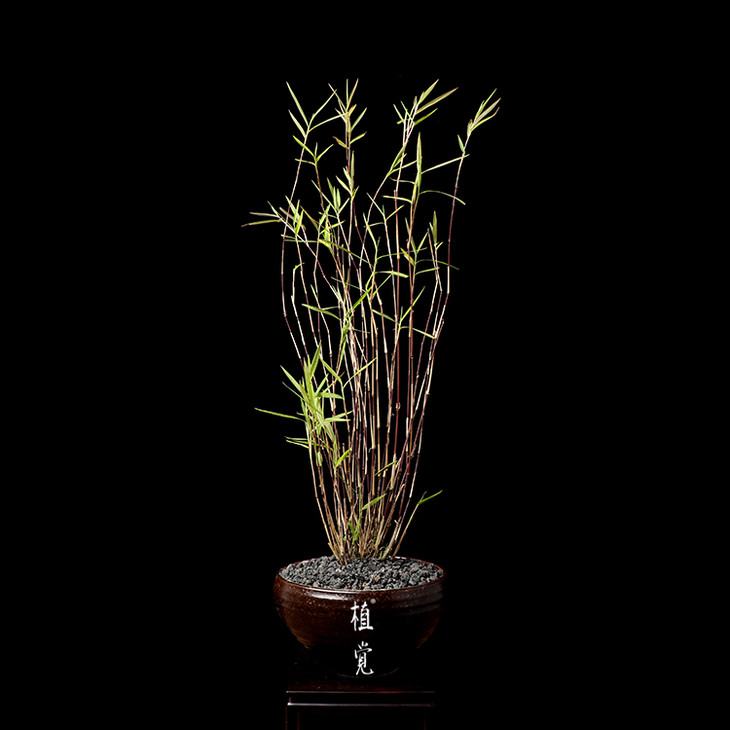 植觉孤品斑入风竹