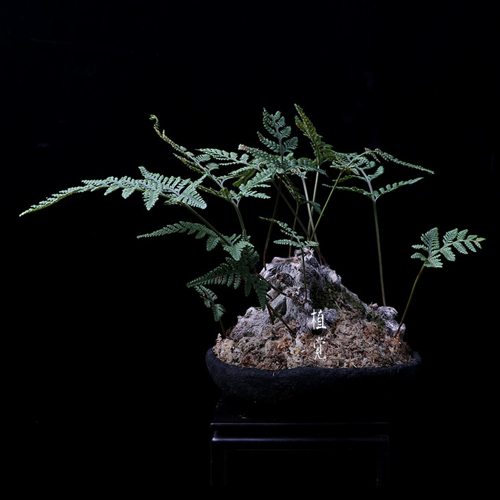 植觉孤品猫爪蕨叁